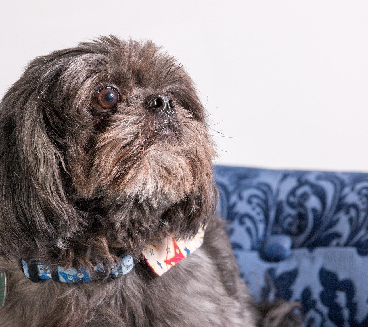 Shih Tzu (image credits: pixabay)