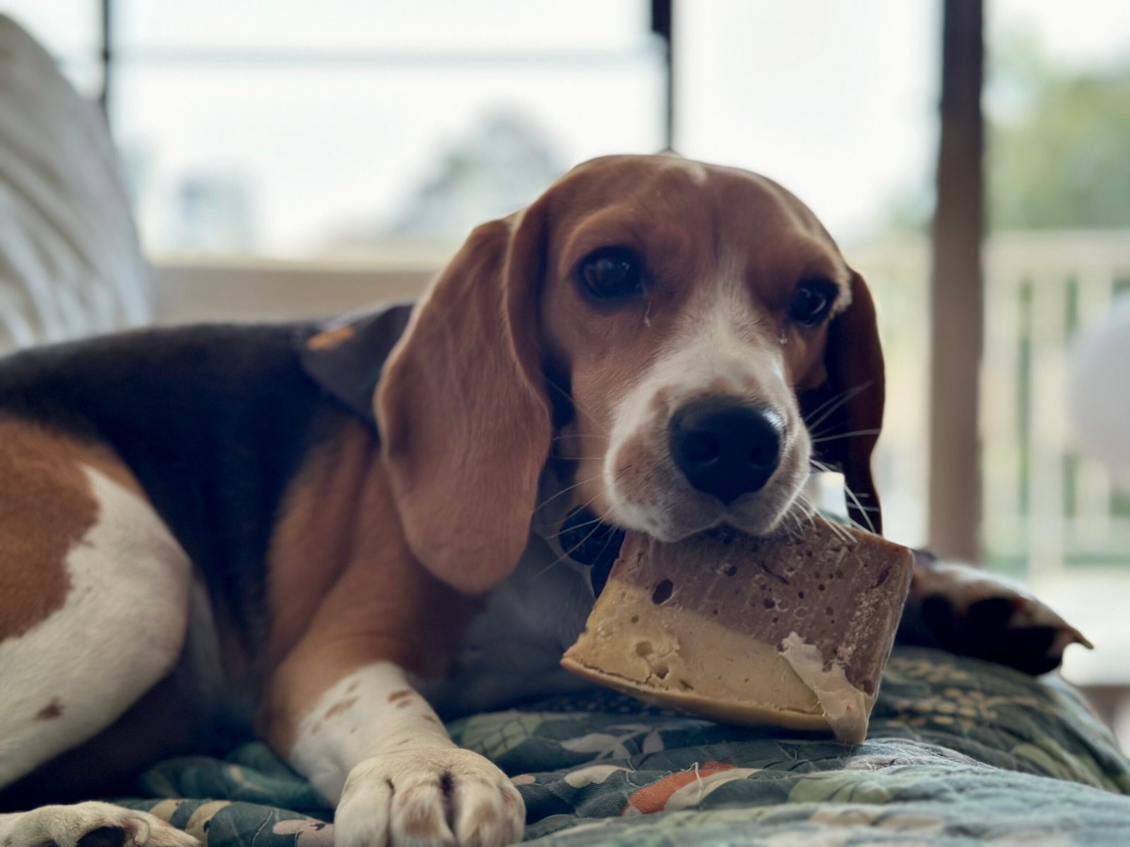 Beagle (image credits: wikimedia)