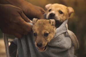 Green Homes, Happy Tails: 10 Earth-Loving Habits for Dog Owners
