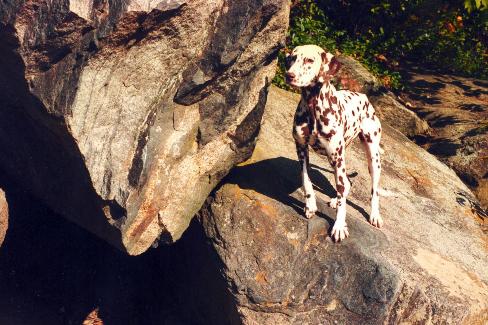 Following You From Room to Room (image credits: wikimedia)