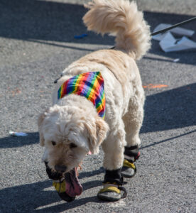 Unfamiliar Ways Dogs Show Loyalty That Is Often Missed