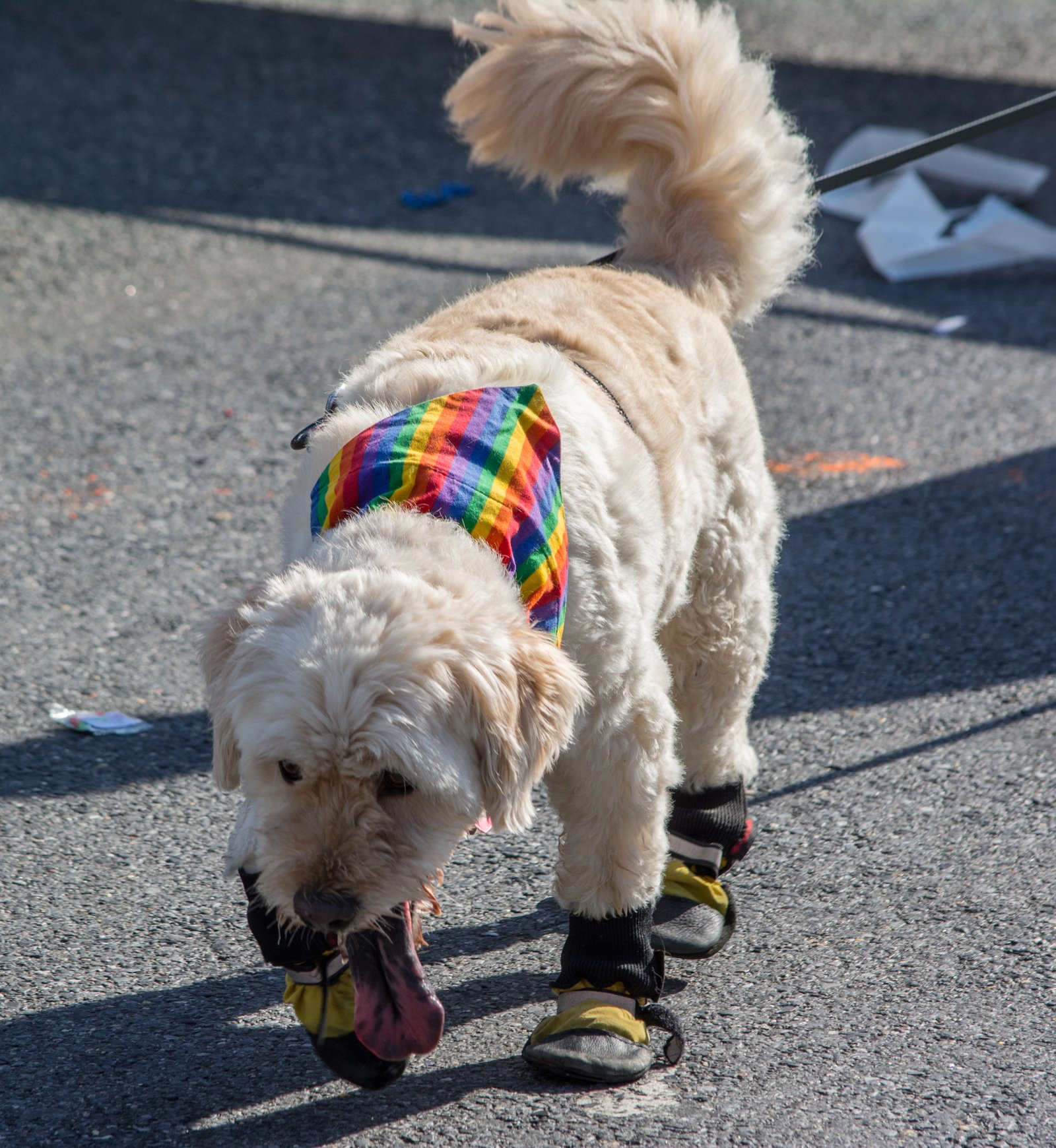 Unfamiliar Ways Dogs Show Loyalty That Is Often Missed