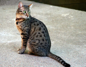 10 Cat Breeds That Bond Deeply Without Touching