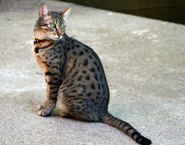 10 Cat Breeds That Bond Deeply Without Touching