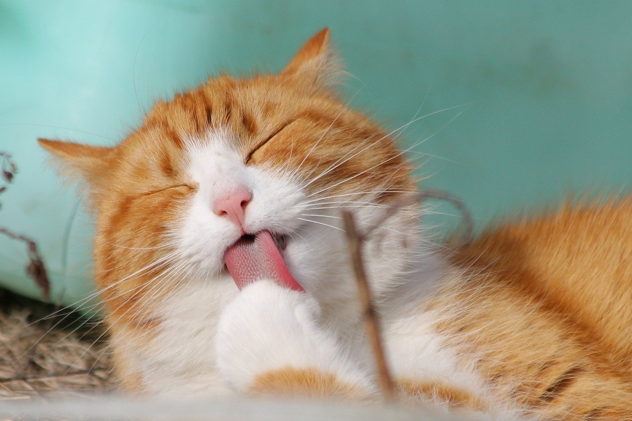 Licking: Grooming Their Favorite Human (image credits: pixabay)