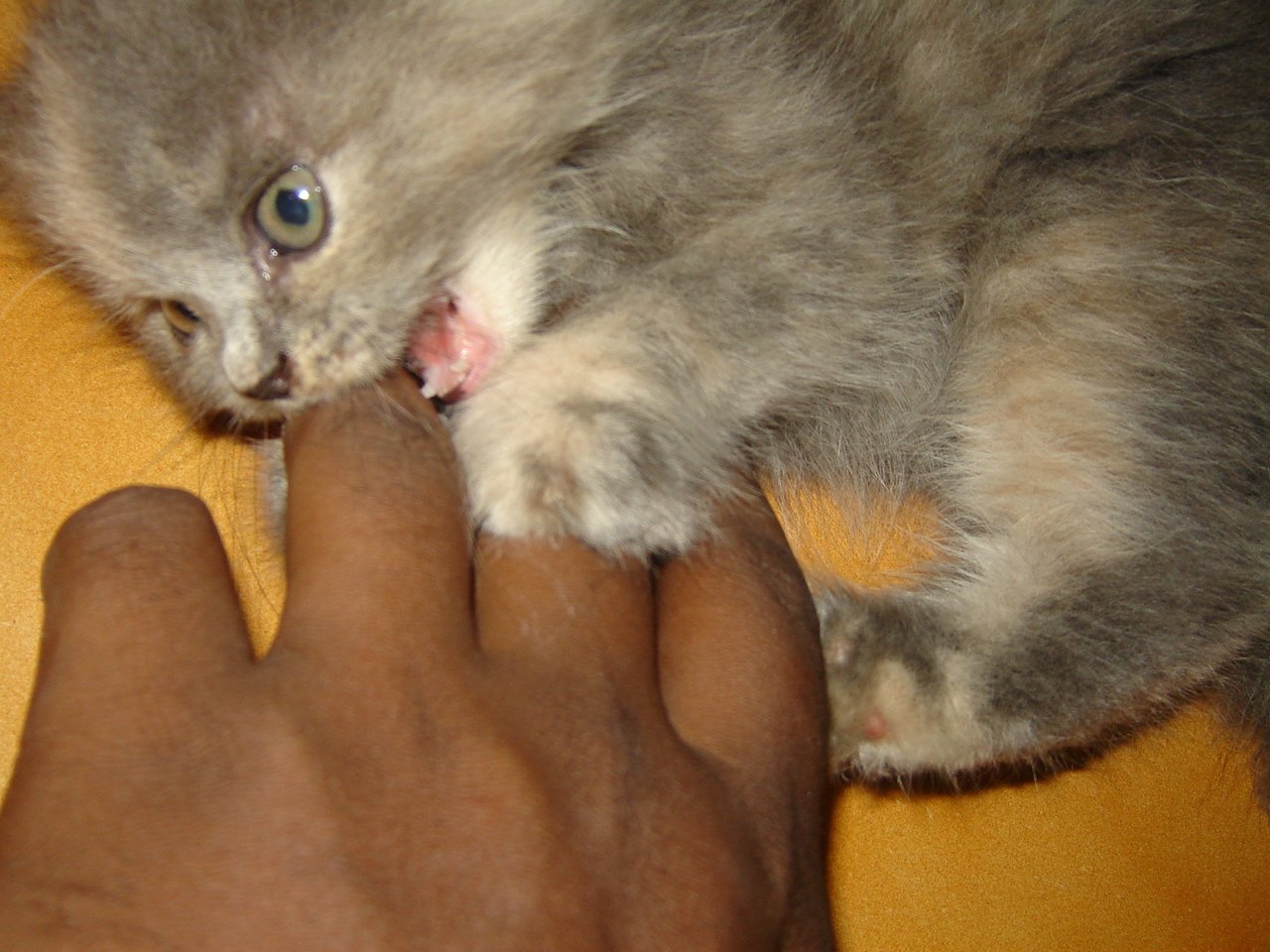 Biting: Affection or Annoyance? (image credits: wikimedia)