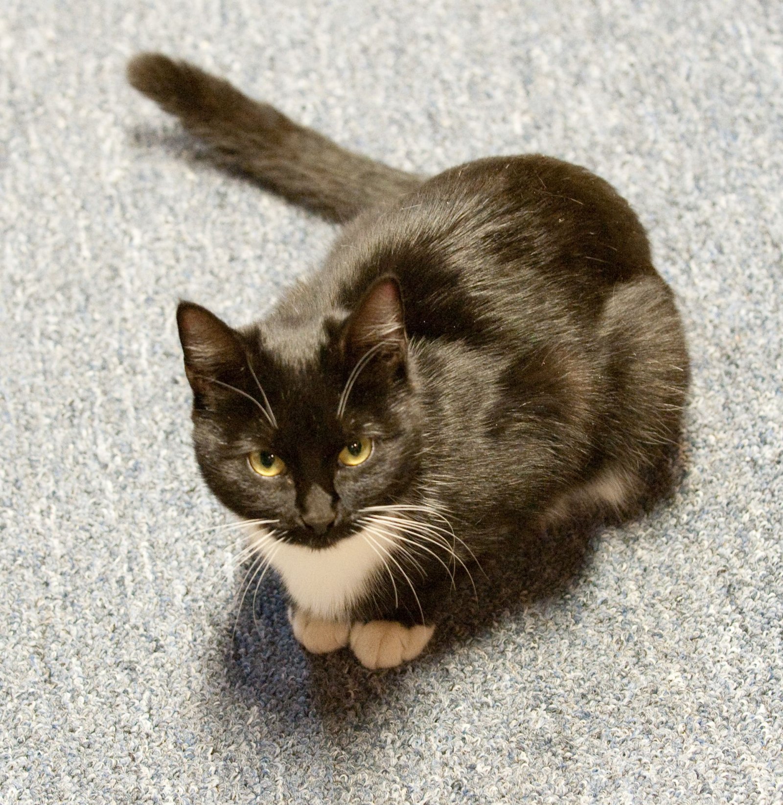 Growling: The Feline Grumble (image credits: wikimedia)