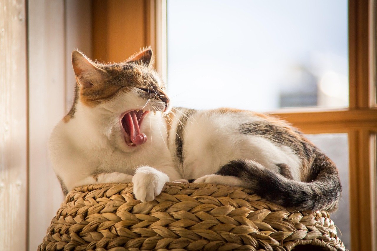 Tail Puffing: Cat on Edge (image credits: pixabay)