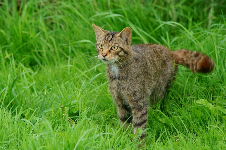 10 Adorable Signs Cats Use to Show Affection (And 10 That Mean ‘Give Me A Break’)