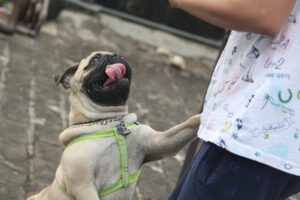 15 Dog Breeds That Can Help Seniors Get Over Loneliness