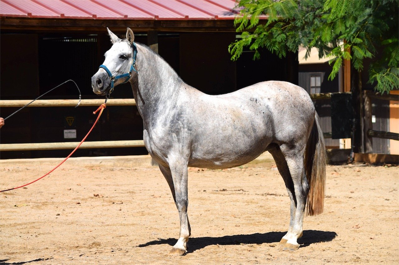 Andalusian: The Spanish Noble (image credits: pixabay)