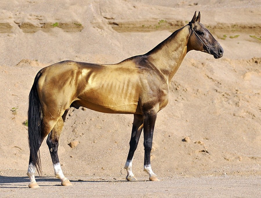 Akhal-Teke: The Living Golden Statue (image credits: wikimedia)