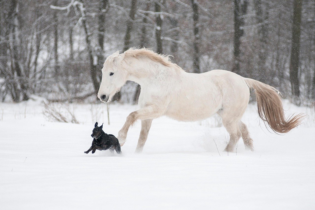 Lipizzaner: The Ballet Dancer of the Equine World (image credits: pixabay)