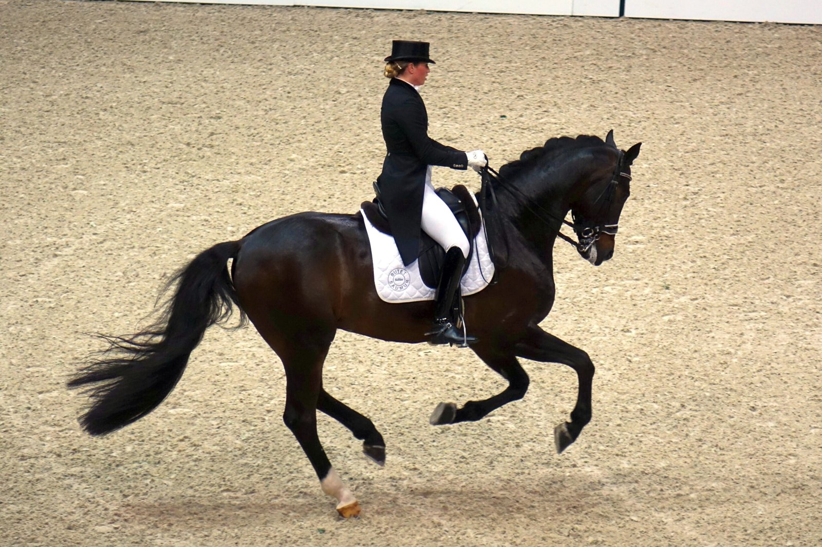 Hanoverian: The Olympic Champion (image credits: wikimedia)