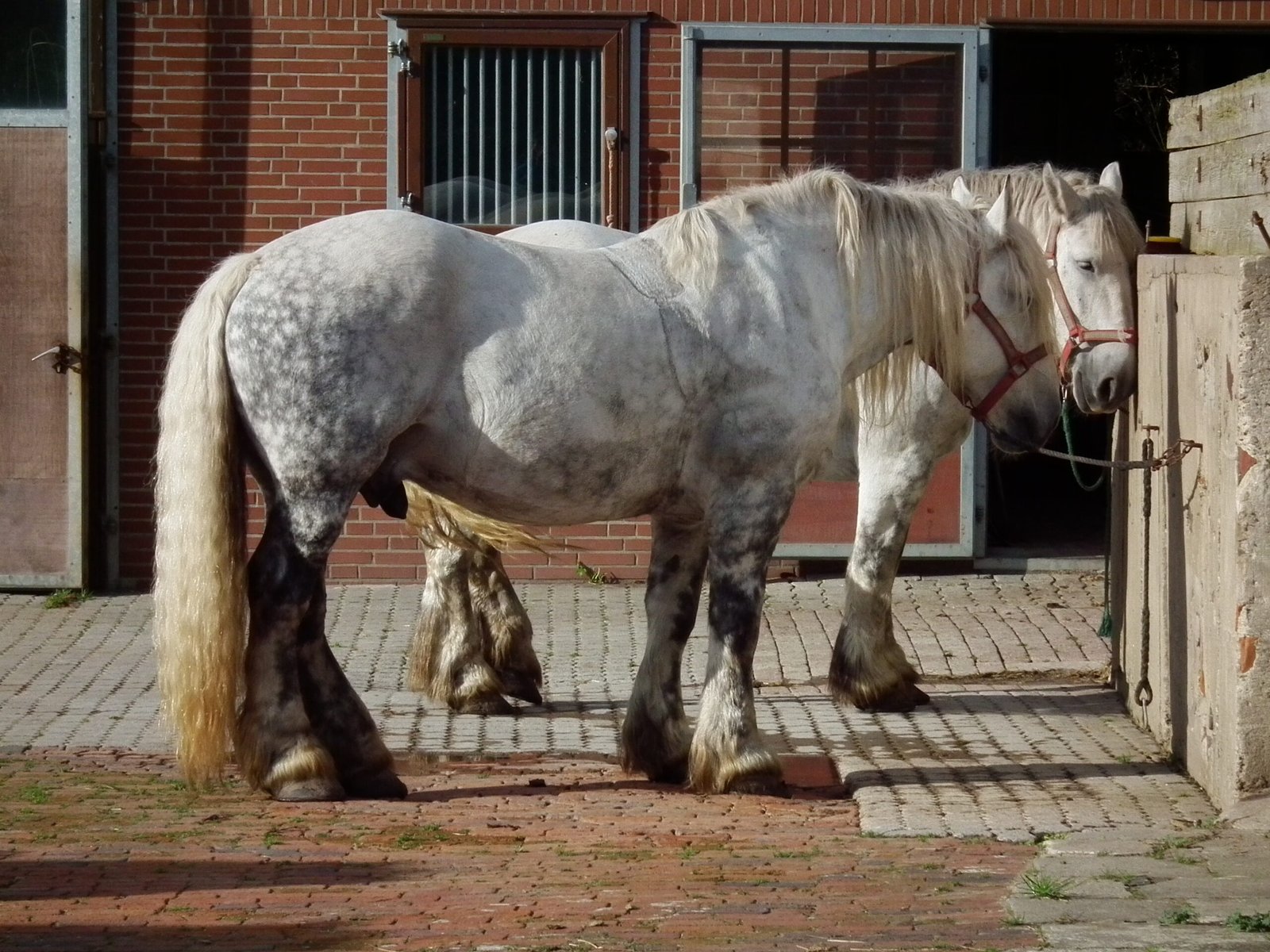 Percheron: The Gentle Giant (image credits: wikimedia)