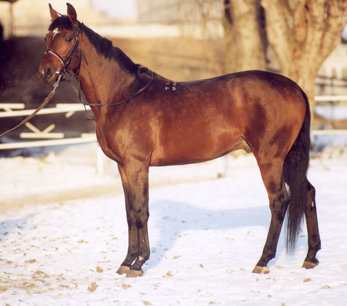 Trakehner: The Refined Athlete (image credits: wikimedia)