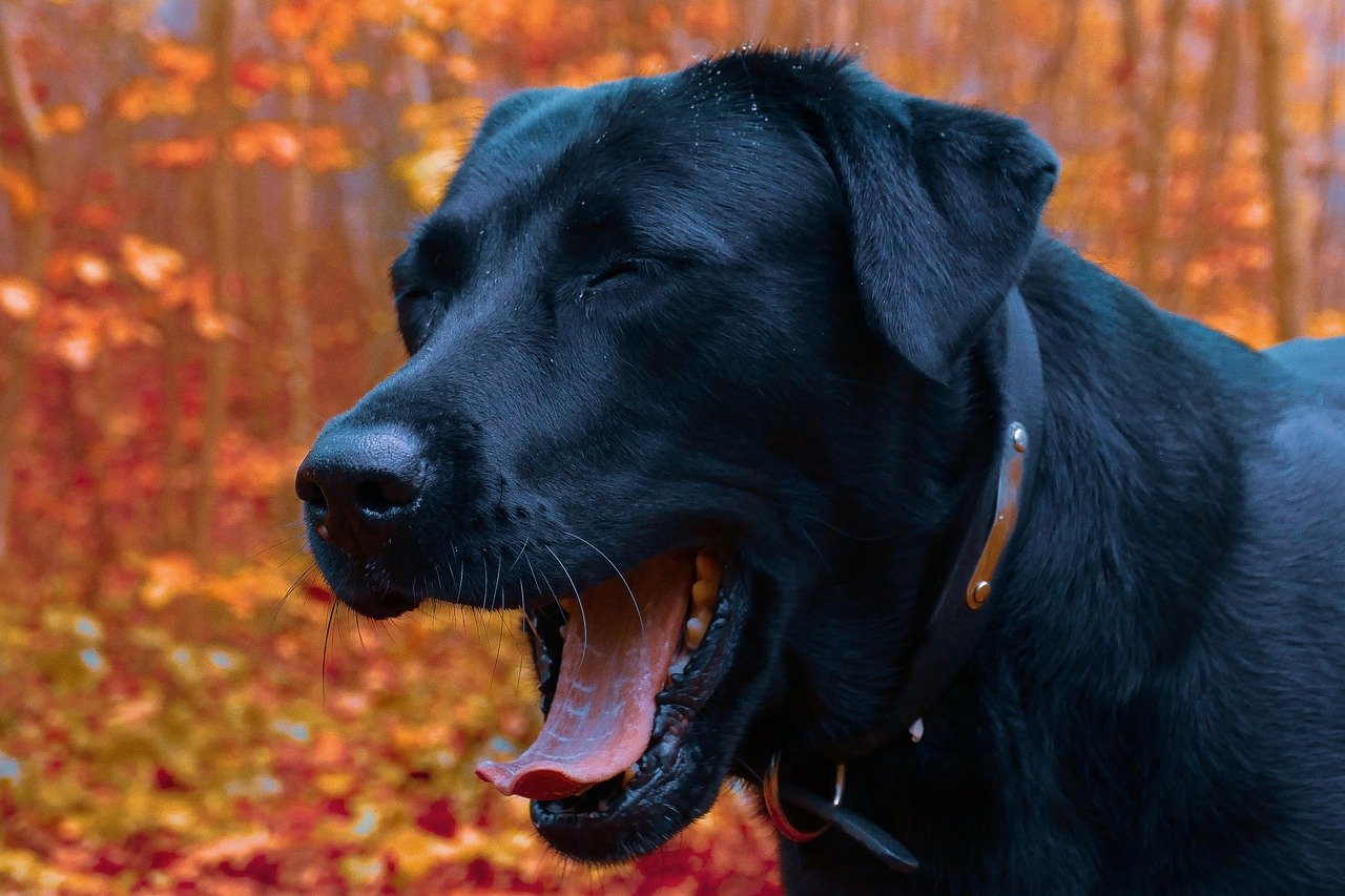 Yawning: Stress or Sympathy? (image credits: pixabay)