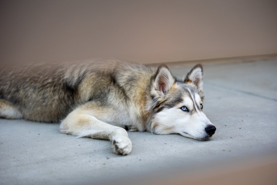 Seeking Space: When Your Dog Wants Alone Time (image credits: stocksnap)