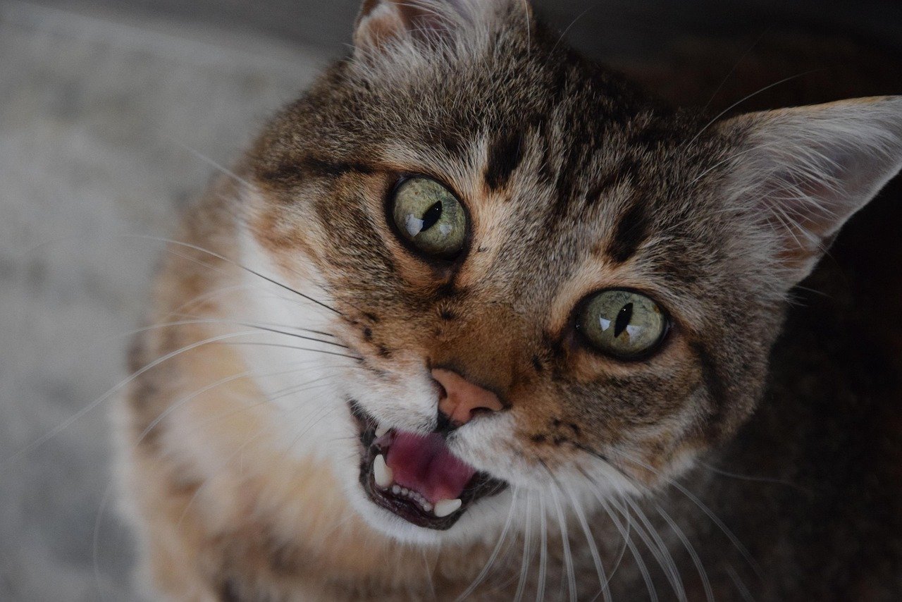Self-Talk Through Meowing (image credits: pixabay)