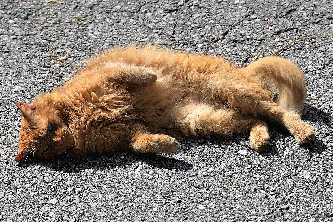 Sunbathing for Serenity (image credits: pixabay)