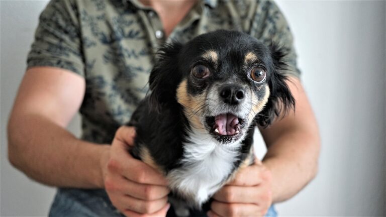 10 Reasons Not To Get A Chihuahua