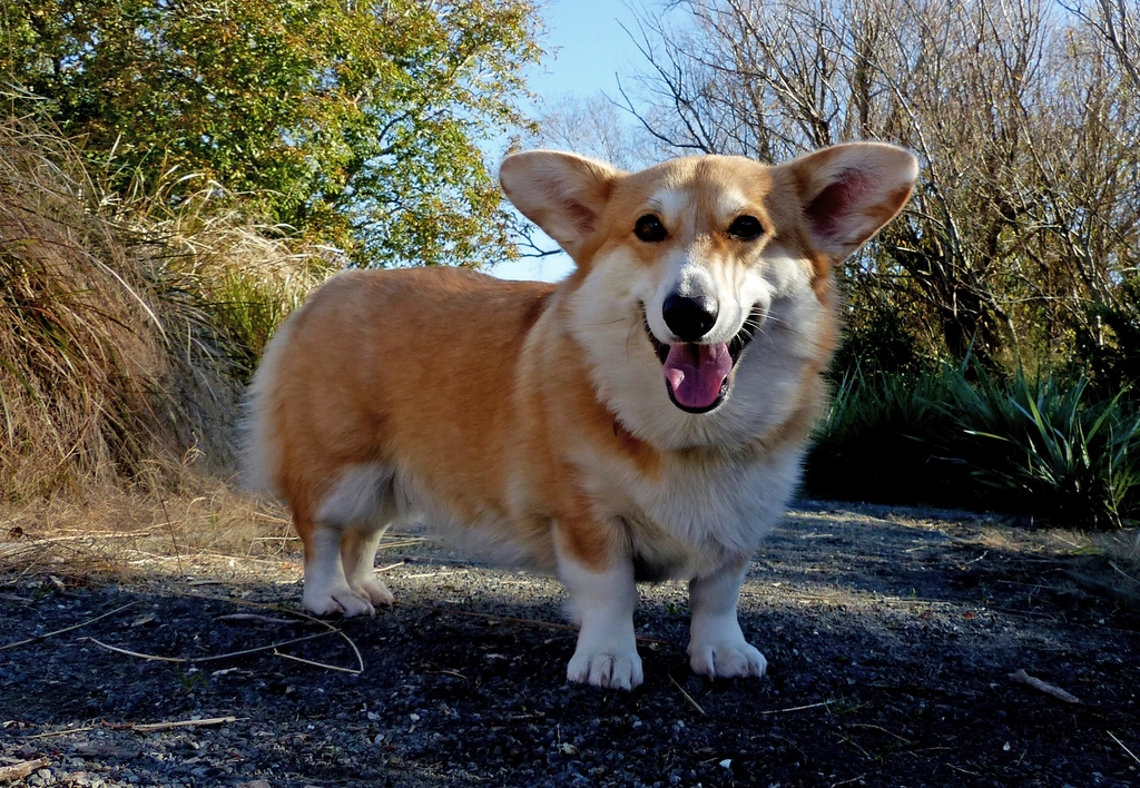 Pembroke Welsh Corgi (image credits: rawpixel)