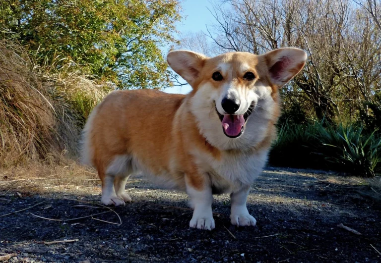19 Popular Dog Breeds That Can Be A Handful
