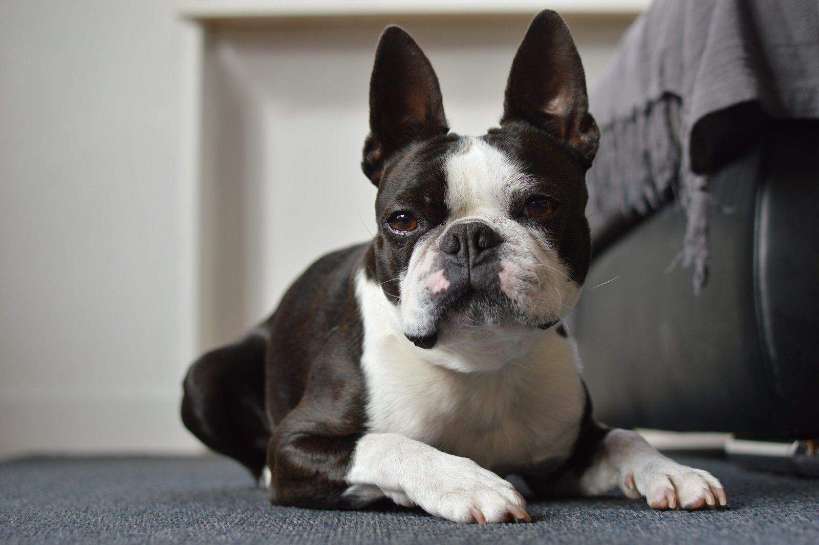 Boston Terrier (image credits: wikimedia)