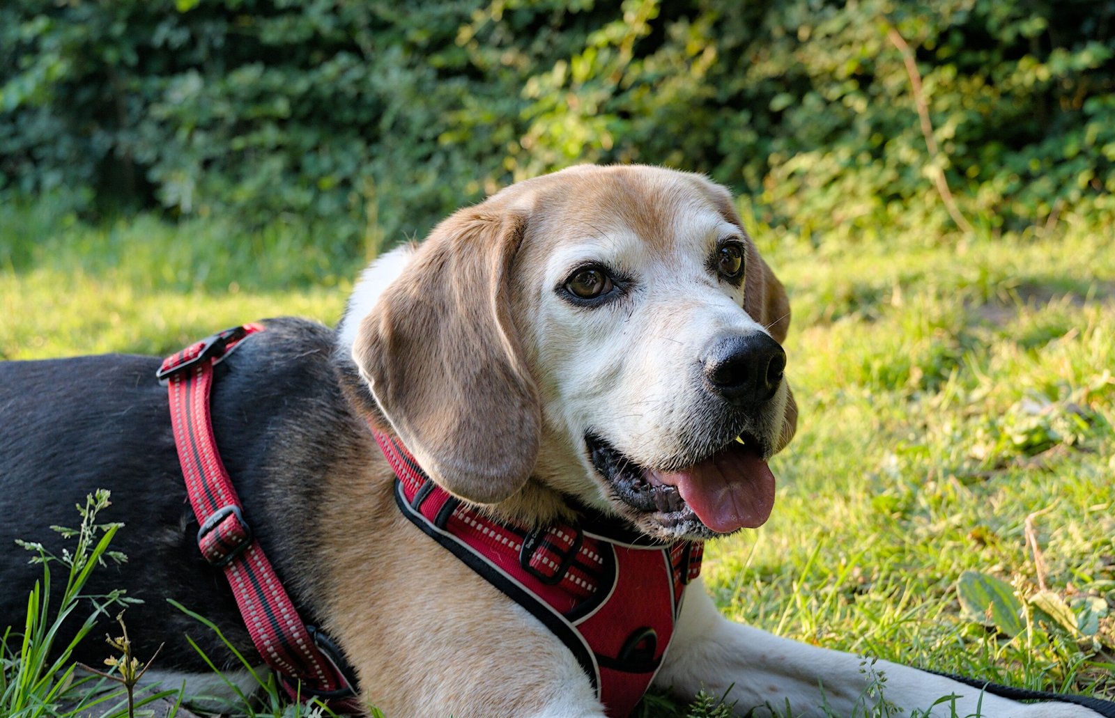 Beagle (image credits: wikimedia)