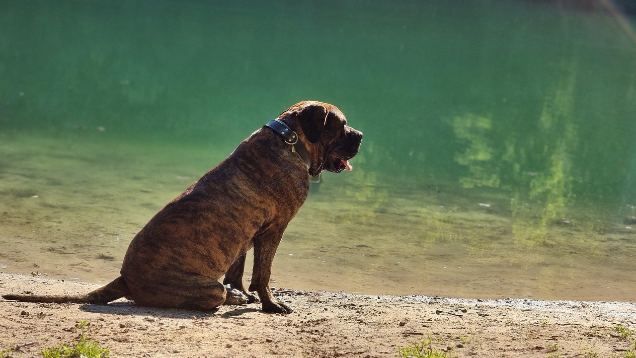 Intense Territorial Behavior (image credits: pixabay)