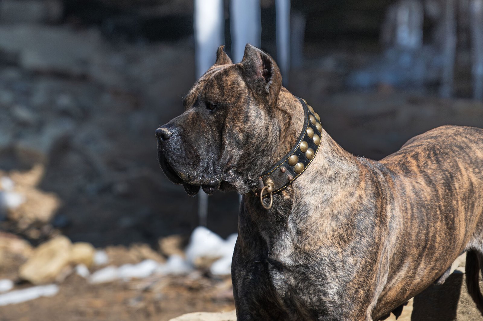 Challenges with Other Pets (image credits: wikimedia)