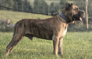 10 Reasons Why The Presa Canario is Not For Everyone
