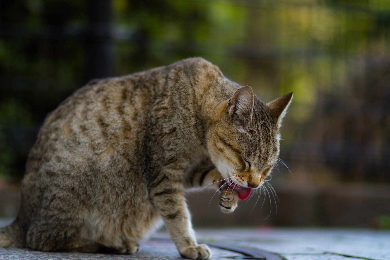 Eating and Grooming Regularly (image credits: wikimedia)