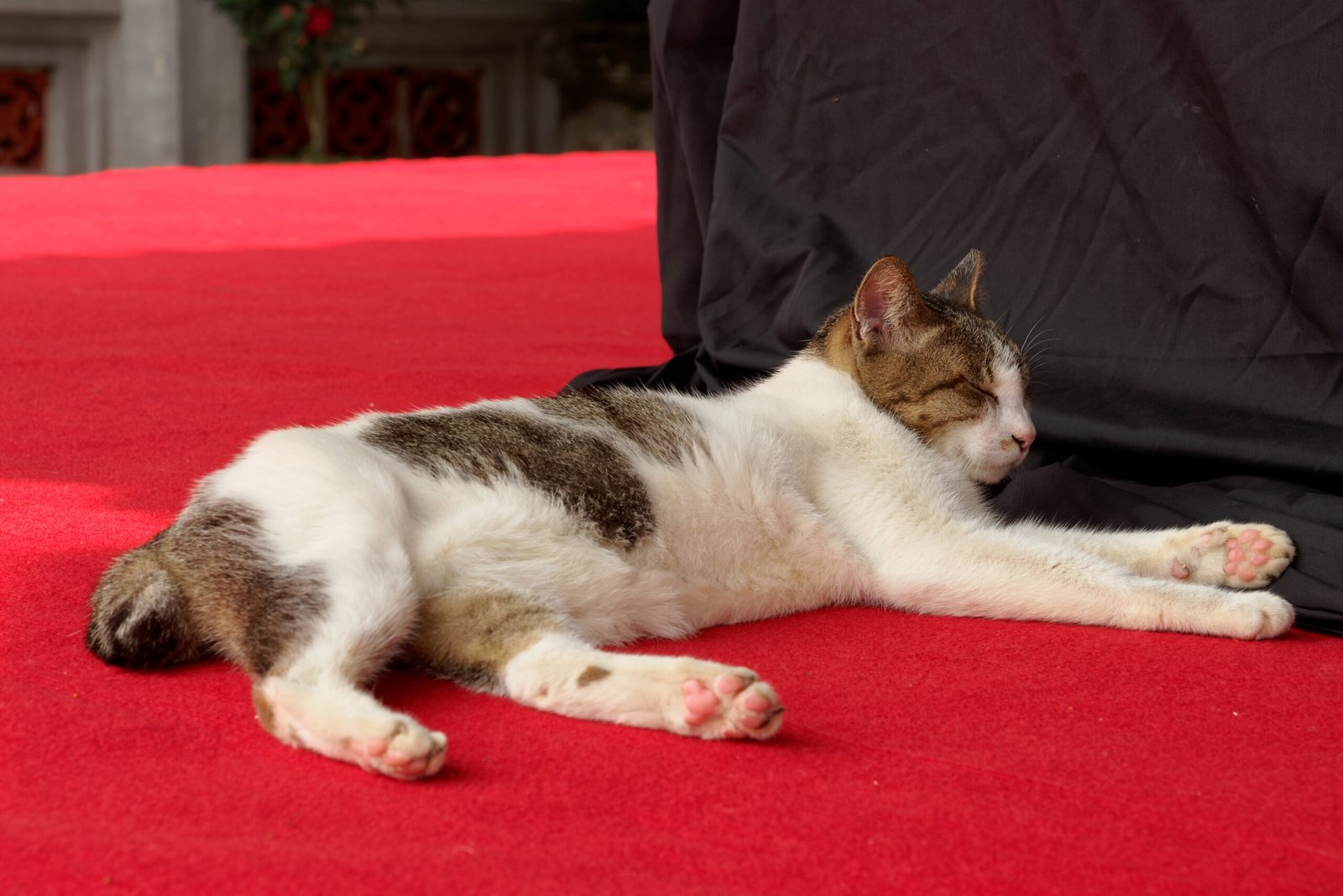 Sleeping in Open Spaces (image credits: wikimedia)