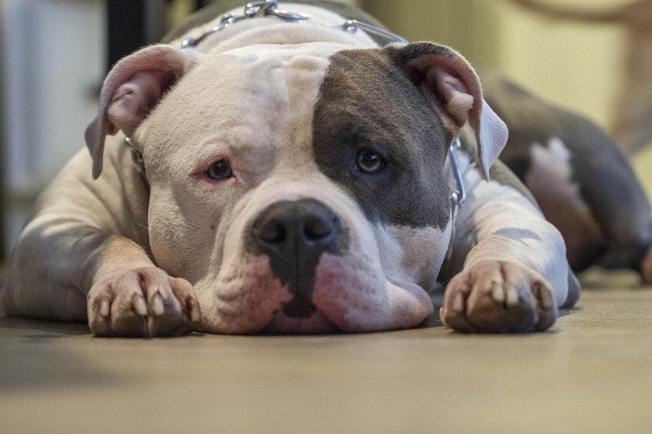 12 Reasons American Bullies Make The Best Cuddle Buddies