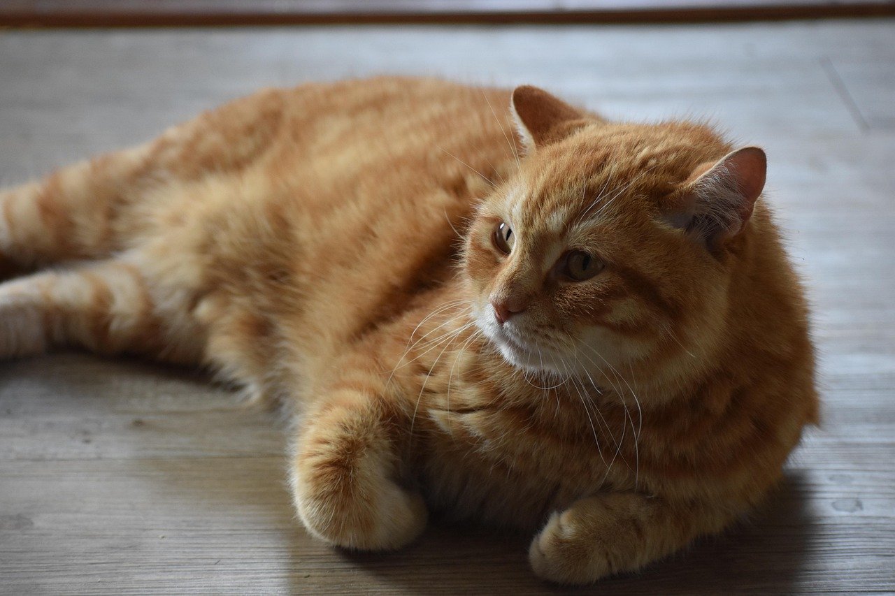 Emotional Sensitivity: Do Cats Feel Our Pain? (image credits: pixabay)