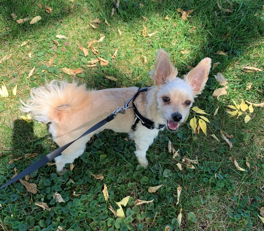 They Check In With You During Walks