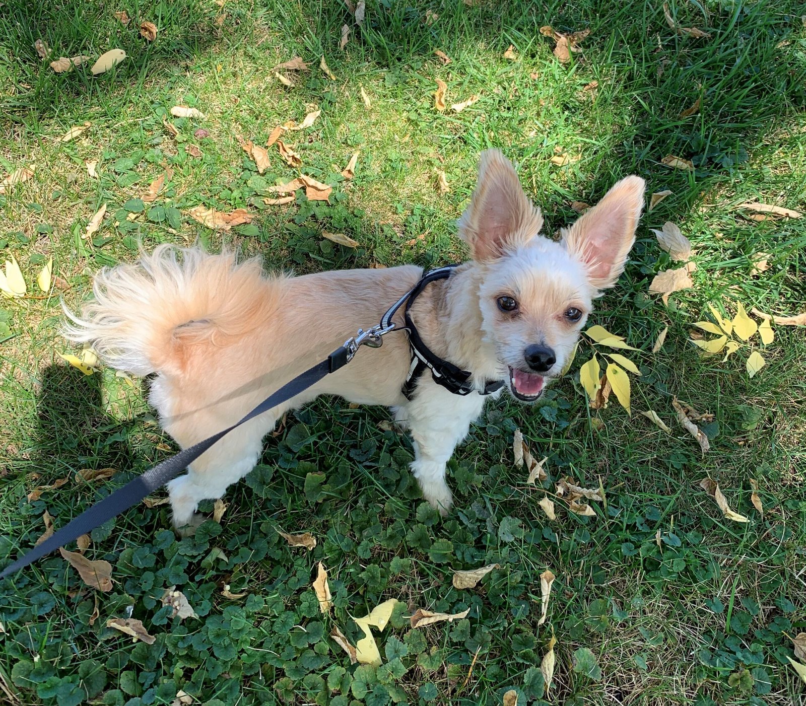 They Check In With You During Walks (image credits: wikimedia)