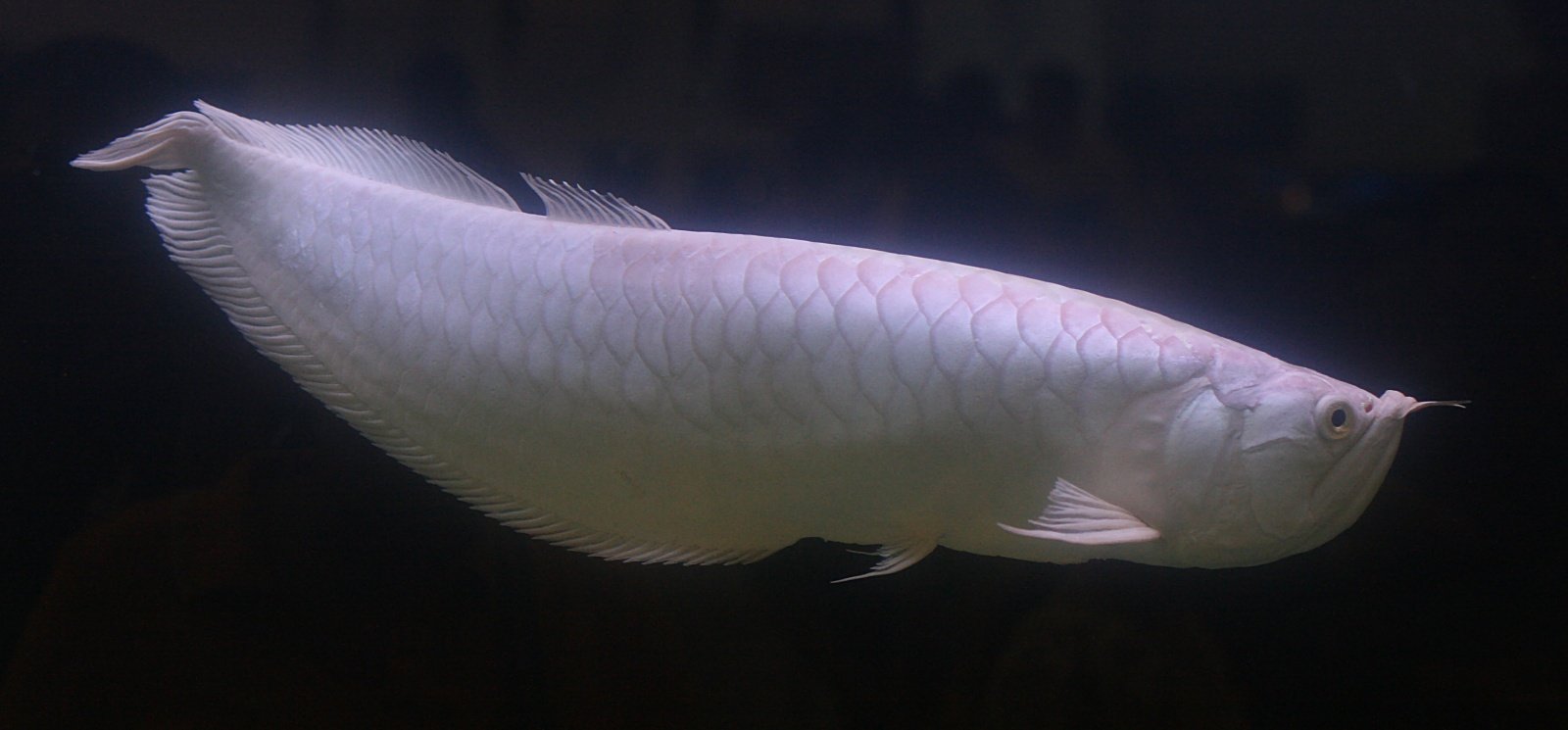 Platinum Arowana: The Million-Dollar Marvel (image credits: wikimedia)