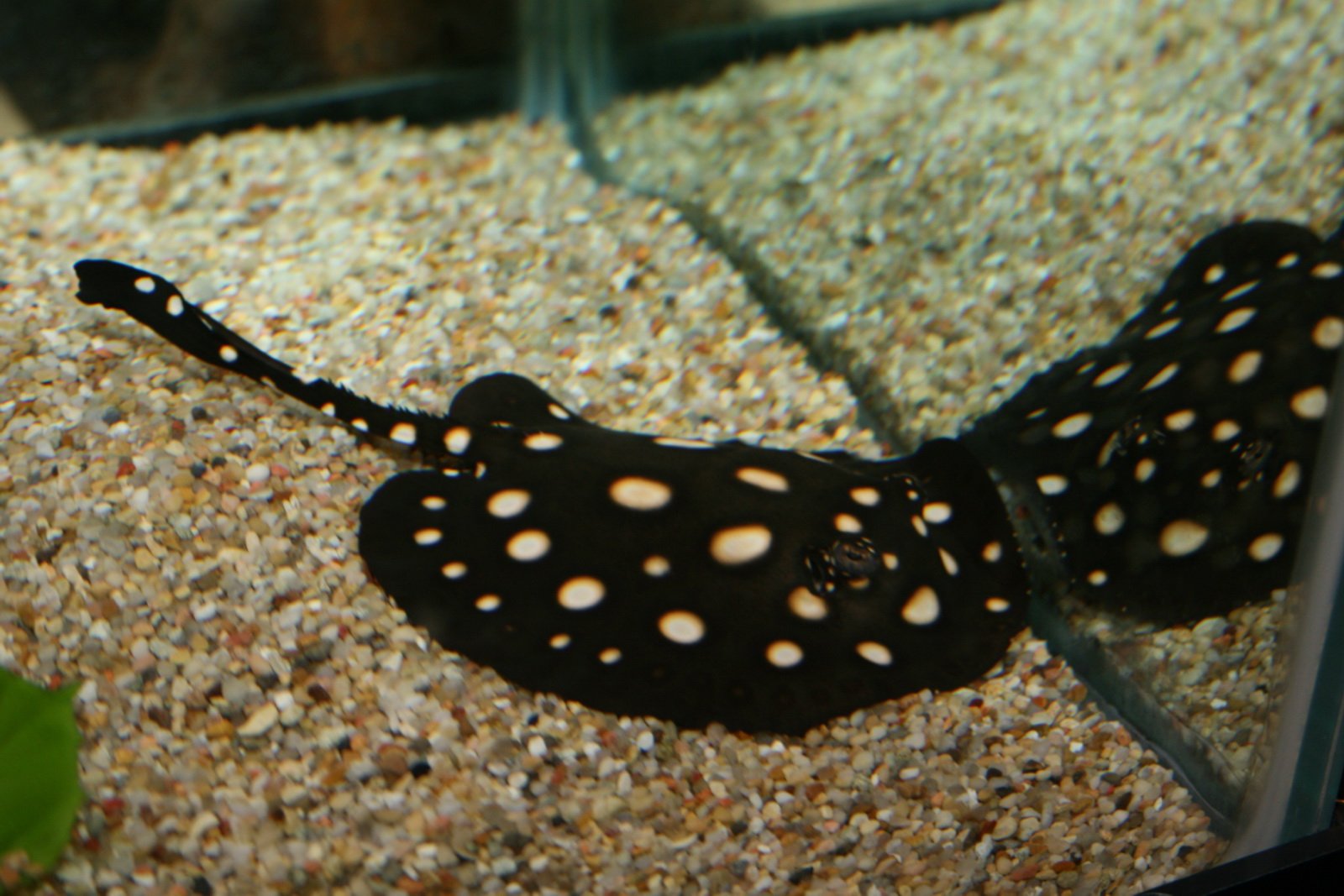 Freshwater Polka Dot Stingray: The Spotted Wonder (image credits: wikimedia)