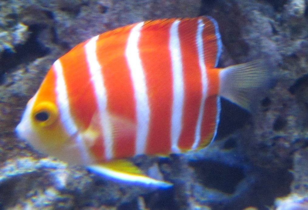 Peppermint Angelfish: The Candy-Striped Rarity (image credits: wikimedia)