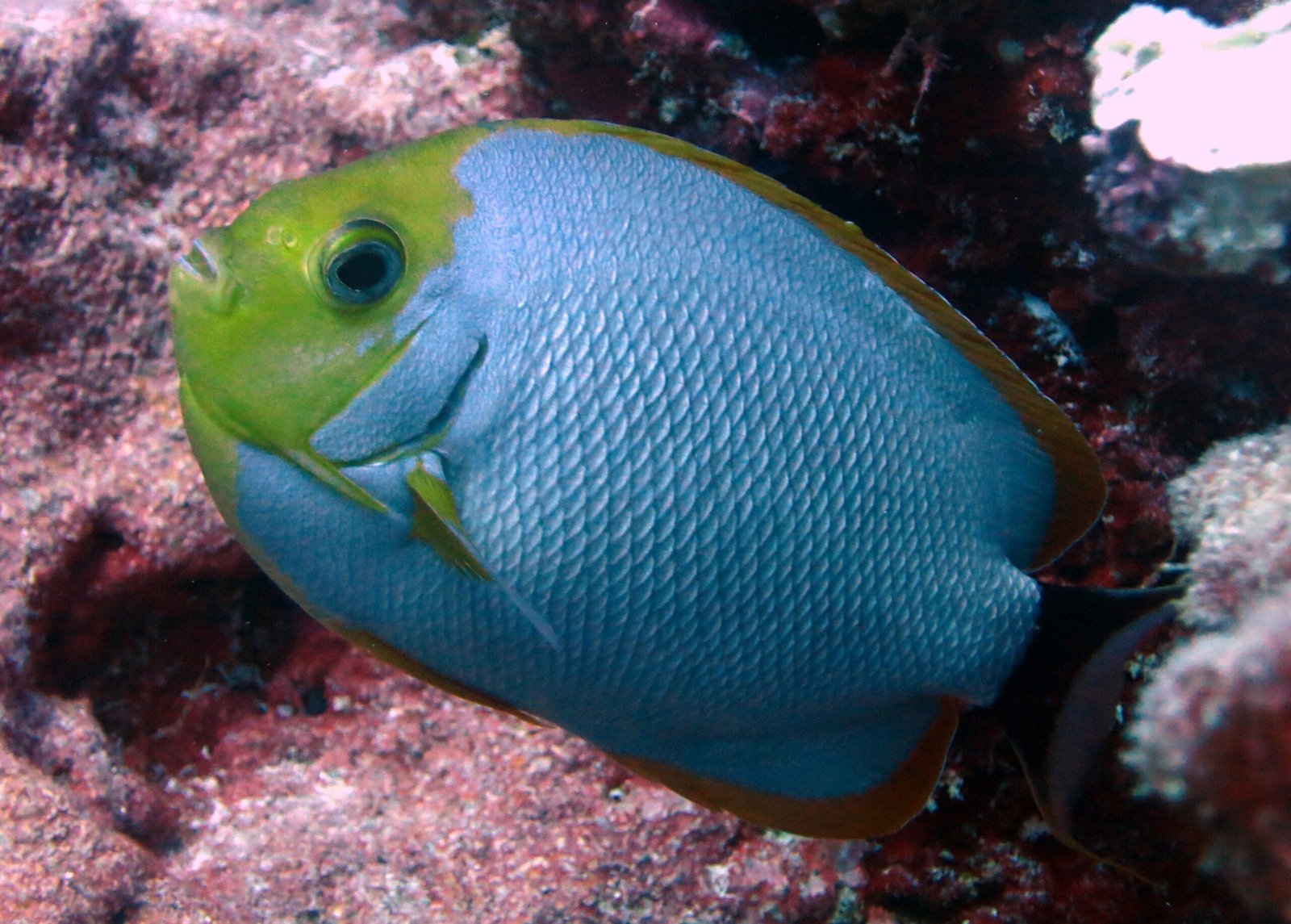 Masked Angelfish: The Enigmatic Beauty (image credits: wikimedia)