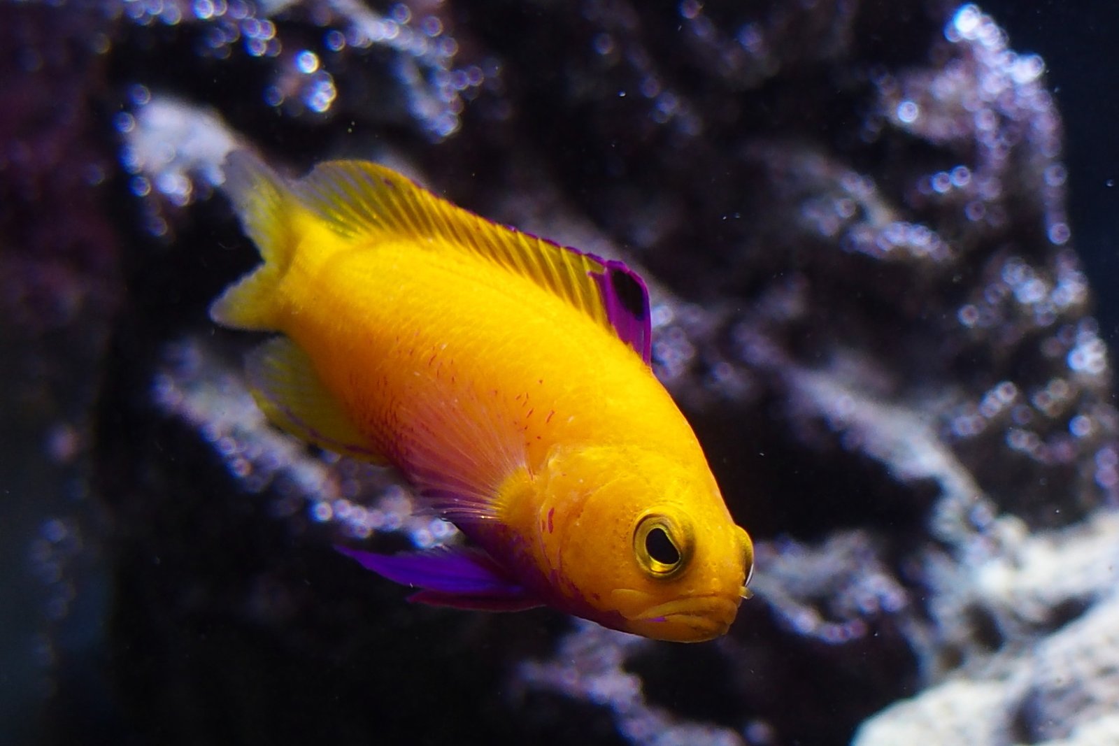 Golden Basslet: The Sunlit Gem (image credits: wikimedia)