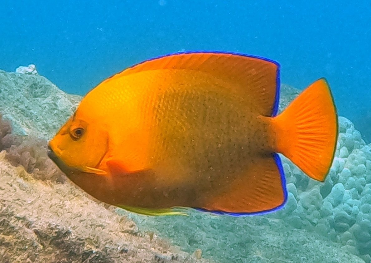 Clarion Angelfish: The Orange Jewel (image credits: wikimedia)