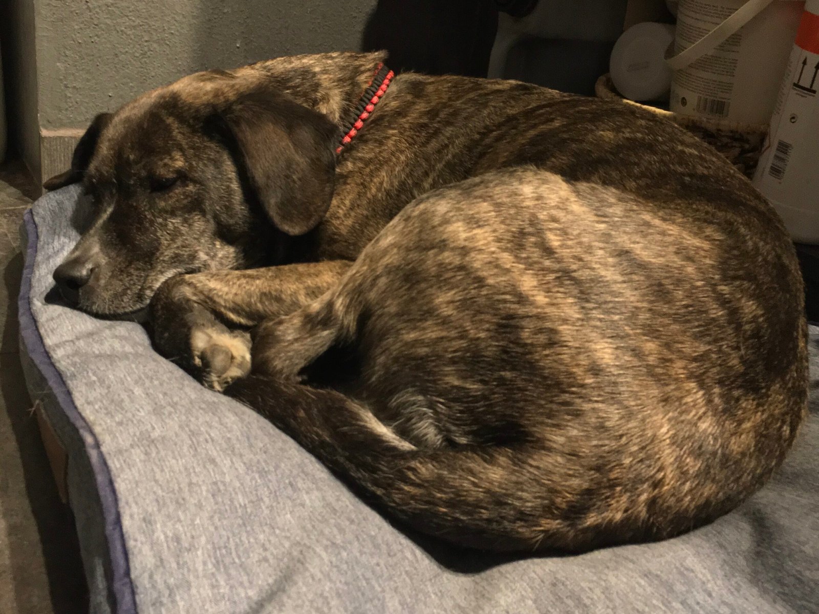 The Classic Curled-Up Ball: Seeking Comfort and Protection (image credits: wikimedia)