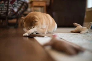 What Your Dog’s Sleeping Position Reveals About Their Emotional State