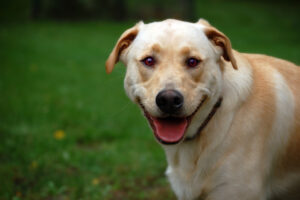 10 Adorable Signs Dogs Use to Show Affection (And 10 Actions That Mean ‘Give Me A Break’)