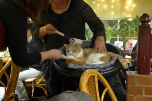 Celebrate World Environment Day With These 15 Simple Swaps to Reduce Pet Waste