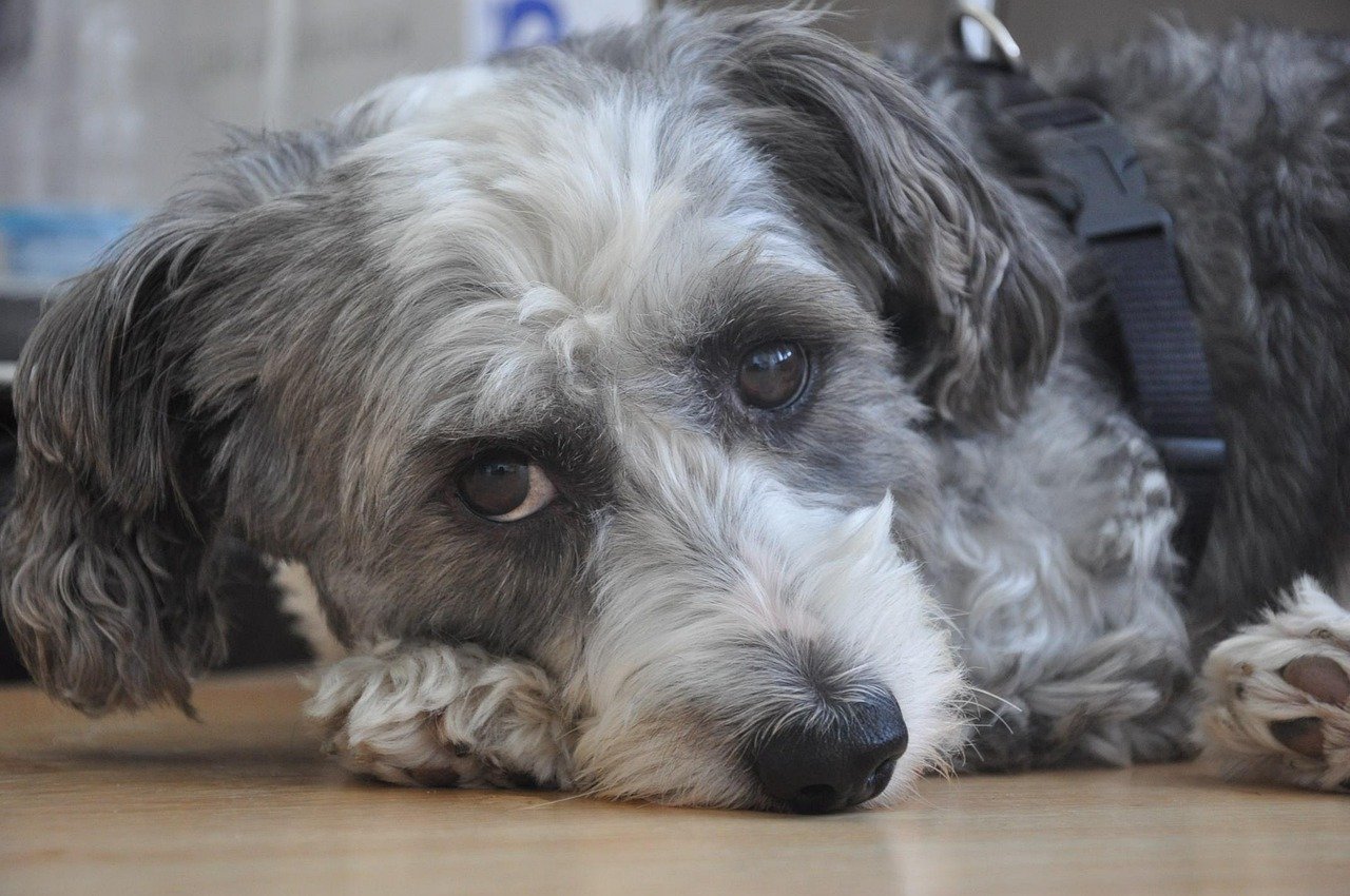 When Dogs Reserve Their Trust (image credits: pixabay)