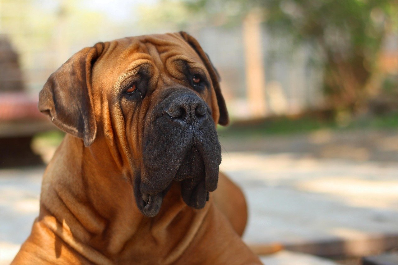 Boerboel (image credits: pixabay)